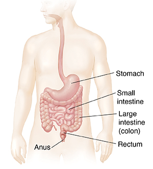 Outline of man showing gastrointestinal tract.
