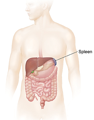 Outline of man showing digestive tract and spleen.