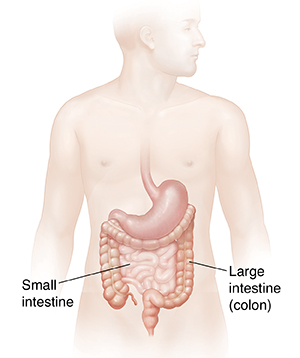 Male body showing digestive system.