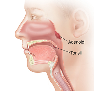 Side view of head showing nasopharynx, oral cavity, trachea, and esophagus.