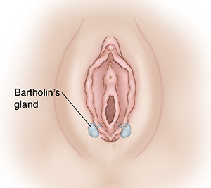 Female external genitalia showing Bartholin's glands.