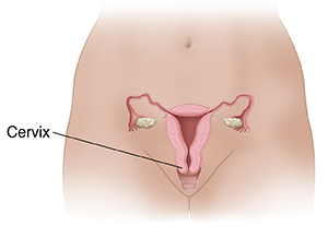 Female pelvis showing reproductive structures.