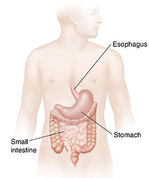 Male body showing digestive system without liver.