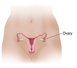 Female pelvis showing reproductive structures.