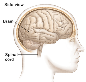 Side view of man’s head showing normal brain.