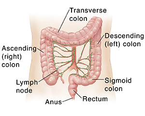 Outline of adult abdomen showing arteries and lymph nodes of colon.