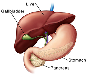 Front view of liver, gallbladder, stomach, and pancreas.