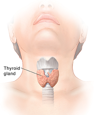 Front view of head and neck showing trachea and thyroid gland.