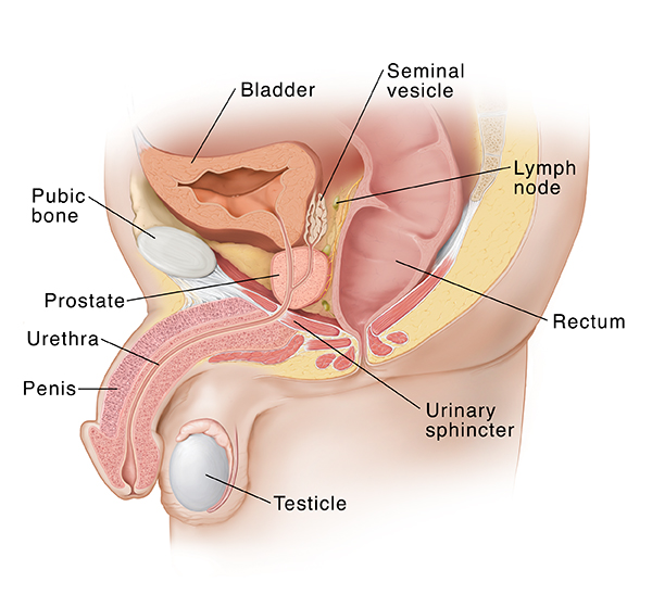 Side view of male pelvic organs.