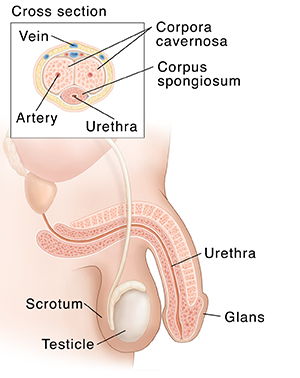 Side view of normal male reproductive anatomy. Inset shows cross section of penis.