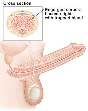 Side view of male reproductive anatomy showing erect penis. Inset shows cross section of erect penis.