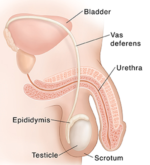 Side view of normal male reproductive anatomy.