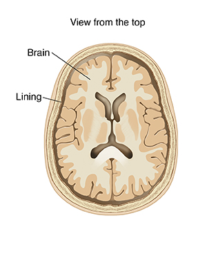 Top view cross section of brain showing lining.