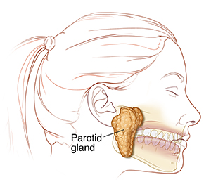 Side view of head and neck showing parotid gland.