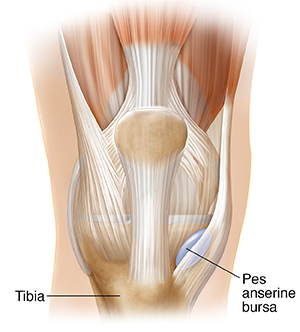 Front view of knee joint showing pes anserine bursa.