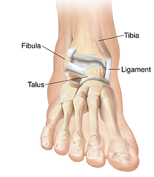 Front view of foot showing bones.