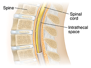 Side view cross section of lumbar spine and spinal cord.
