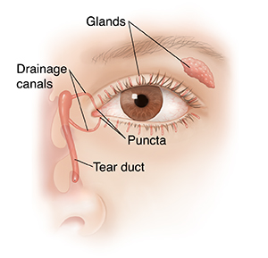 Front view of eye showing tear glands and drainage anatomy. 