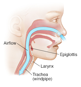 Side view of child's face showing air flowing throuugh nose into trachea.