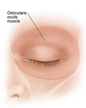 Front view of closed eye showing eyelid muscles.