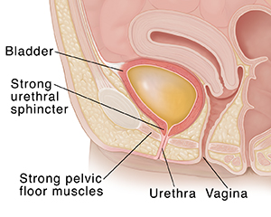 Closeup cross section of female pelvis showing bladder filled with urine.