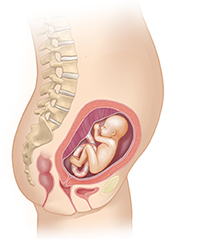 Side view of female body showing reproductive system and 5 month fetus.