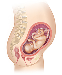 Side view of female body showing reproductive system and 6 month fetus.