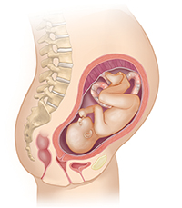 Side view of female body showing reproductive system and inset of 7 month fetus.