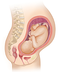 Side view of female body showing reproductive system and inset of 8 month fetus.