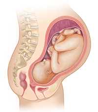 Side view of female body showing reproductive system and inset of 9 month fetus.