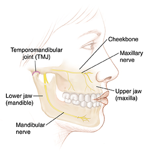 Side view of woman's face showing jawbones and temporomandibular joint.