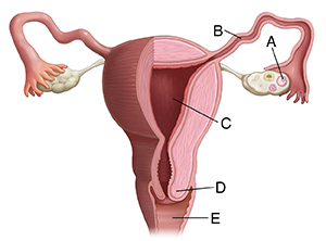 human anatomy woman reproductive