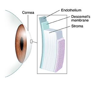 Side view of eye with inset showing layers of cornea.