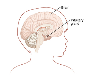 Side view of child's head showing cross section of brain and pituitary gland.