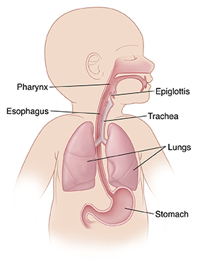 Upper body of infant showing respiratory anatomy, esophagus and stomach.
