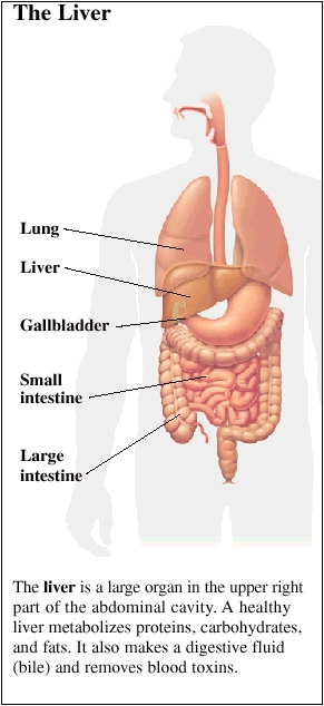 Image of the internal organs including the lungs, liver, gallbladder, small intestine and large intestine