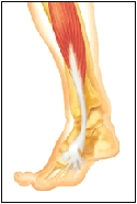 Inside of the foot