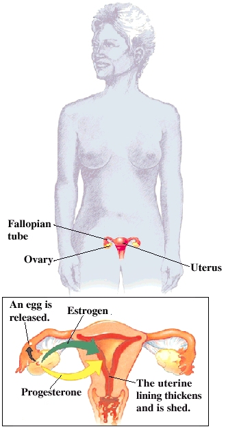 Outline of woman showing reproductive organs: uterus, fallopian tubes, and ovaries. Cross section of uterus with arrows showing estrogen and progesterone being released from ovary and acting on lining of uterus. Egg is released from ovary into fallopian tube. Uterine lining thickens and is shed.