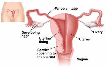 Illustration of female reproductive system