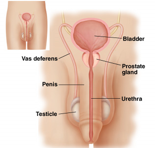Illustration of male reproductive system
