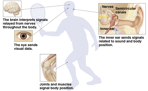 Outline of man playing tennis showing brain, eyes, and joints. Brain interprets signals relayed from nerves throughout body. Eye sends visual data. Joints and muscles signal body position. Closeup of inner ear showing nerves, semicircular canals, and inner ear. Inner ear sends signals related to sound and body position.