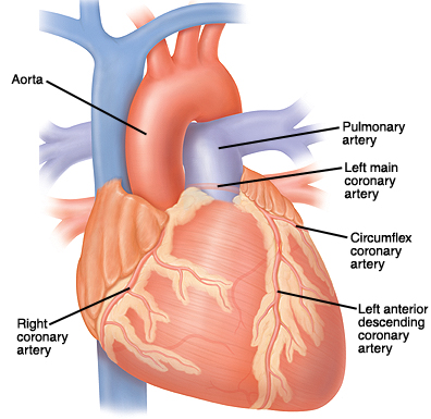 Illustration of labeled heart