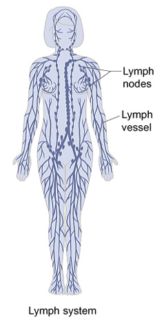 Outline of human figure showing lymph vessels and lymph nodes throughout body.