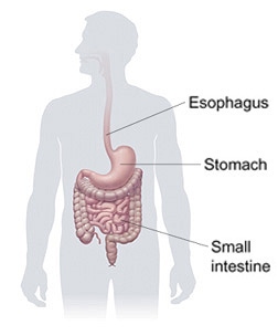 Outline of human figure showing esophagus, stomach, and small intestine.