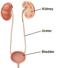 Front view of urinary tract showing kidneys, ureters, and bladder. One kidney and ureter and bladder are in cross section.