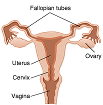 Cross section of vagina, cervix, uterus, fallopian tubes, and ovaries. 