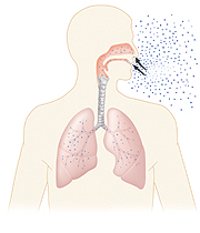 Outline of human head and chest with head turned to side. Inside of nose, trachea, and lungs are visible. Droplets are being breathed in to nose and lungs.