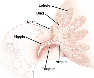 The Breastfeeding Breast The Breastfeeding Breast