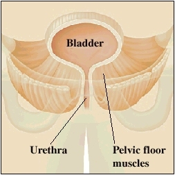 Front view of bladder in pelvis surrounded by pelvic bones. Pelvic floor muscles support bladder and urethra..