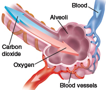Closeup of bronchiole and alveoli showing normal gas exchange.